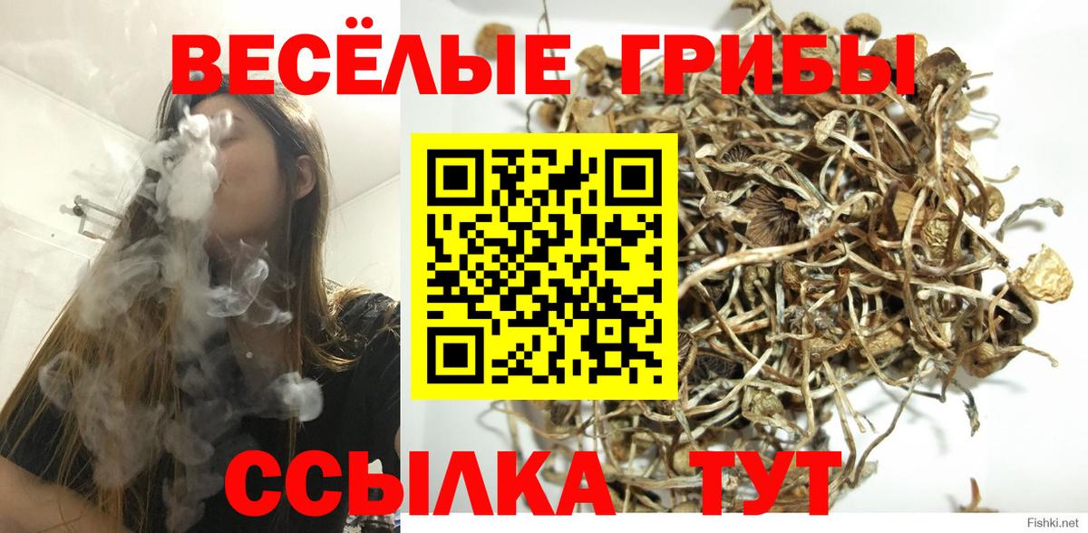 Псилоцибиновые грибы Magic Shrooms  Вход с VPN  Буйнакск  Псилоцибиновые грибы Psilocybe 