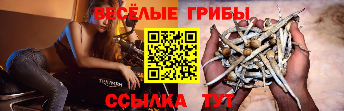 Галлюциногенные грибы мухоморы Буйнакск